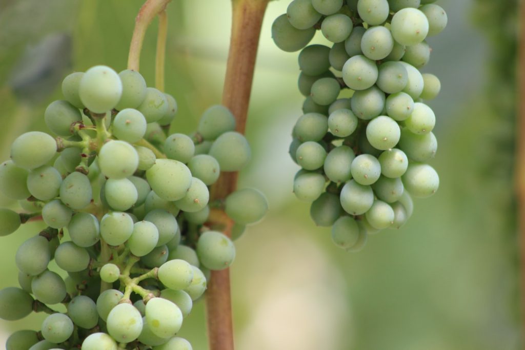 Green Harvest Grapes