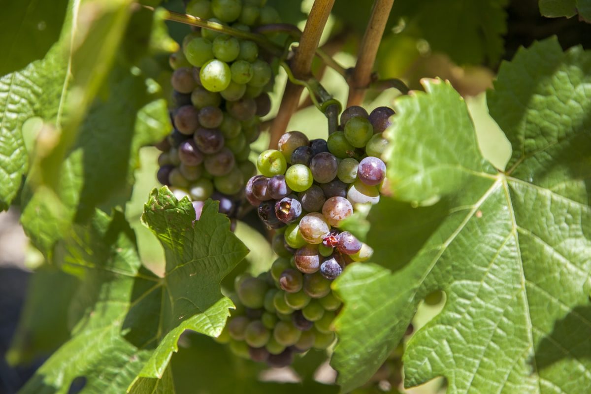 ripening grapes